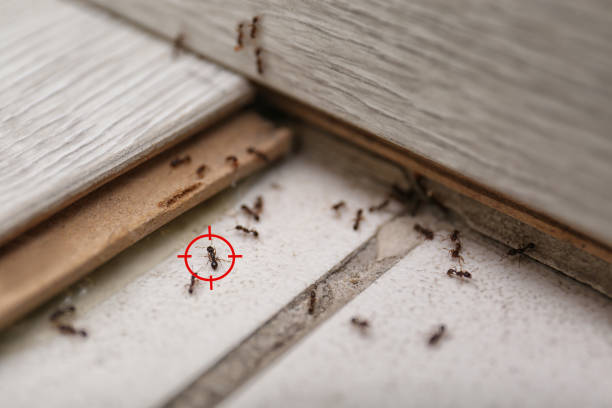 Best Rodent Control Near Me  in Madison, IN