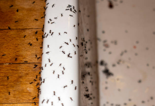 Best Pest Removal Services  in Madison, IN